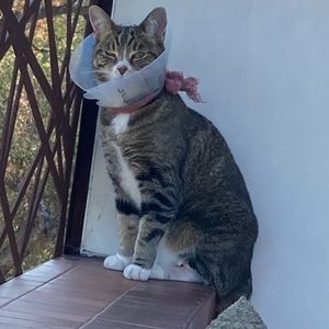 Meet your Posher, Henry